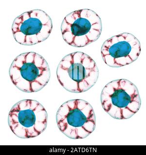 Cellule Isolate Su Sfondo Bianco. Concetto Di Ricerca Scientifica Medica Foto Stock