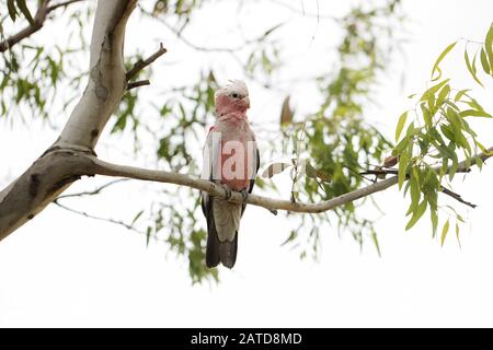 Giovane australiano Galah (Eolophus roseicapilla) in un albero di gomma di eucalipto Foto Stock