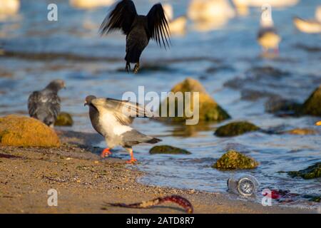 Black Bird-Western jackdaw atterraggio o volare fuori dalla spiaggia su piccioni e gabbiani al mare, spiaggia di Varna, costa del Mar Nero Foto Stock