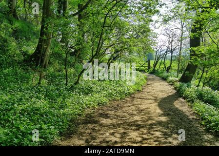 A path through an English woodland in Spring Foto Stock