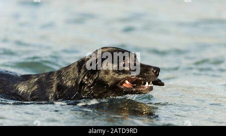 Nero Labrador Retriever cane Foto Stock