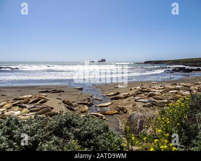 Elephant Foche Nuotare In Oceano In California Sud Big Sur Pacific Highway 1 Foto Stock