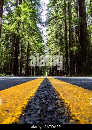 Una prospettiva a livello del suolo sparato dal centro di una strada che passa attraverso una foresta di sequoie con alberi che raggiungono in su e la segnaletica stradale gialla brillante Foto Stock