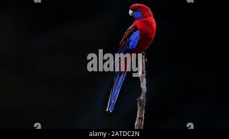 Crimson Rosella (Platycercus Elegans) Animal Realistica Illustrazione sul fuoco in sfondo scuro sfocato seduta sul bastone. Foto Stock