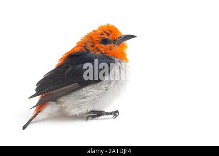 Il flowerpecker con testa scarlatta (Dicaeum trocilleum), isolato su sfondo bianco Foto Stock