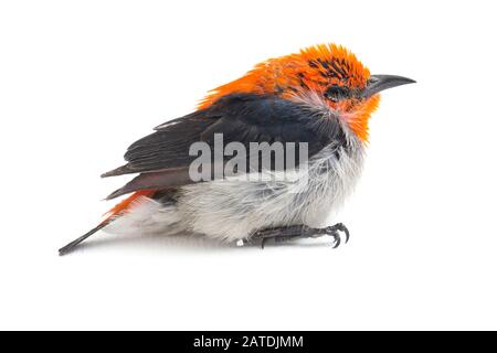 Il flowerpecker con testa scarlatta (Dicaeum trocilleum), isolato su sfondo bianco Foto Stock