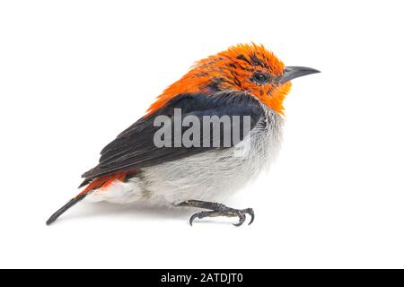 Il flowerpecker con testa scarlatta (Dicaeum trocilleum), isolato su sfondo bianco Foto Stock