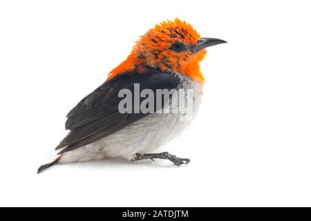 Il flowerpecker con testa scarlatta (Dicaeum trocilleum), isolato su sfondo bianco Foto Stock