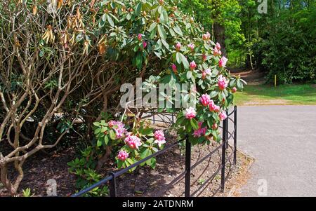 Alberi che sbocciano nel parco nel castello di Leeds nel Kent Regno Unito Foto Stock