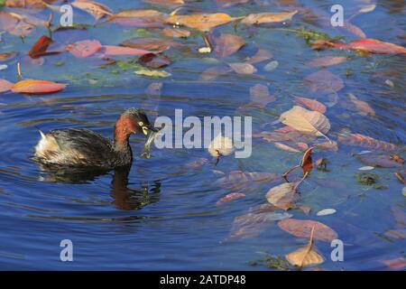 Piccolo grebe con un pesce nel suo becco Foto Stock