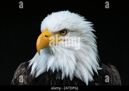 Aquila calva ritratto Foto Stock