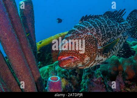 Barriera corallina dei Caraibi al largo della costa dell'isola di Bonaire, cernia tigre, Mycteroperca tigris Foto Stock