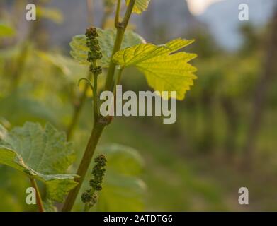 Primo piano dello sviluppo di infiorescenze sulla vite (vitis vinifera) in primavera. Germogli giovani di vite. Trentino Alto Adige, Italia settentrionale. Foto Stock