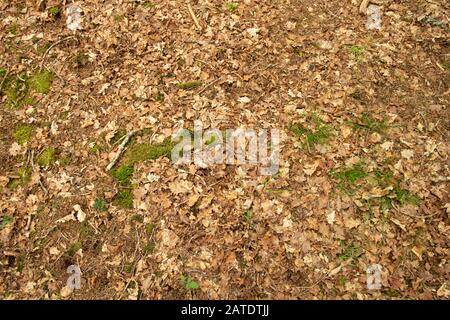 Primo piano di erba e muschio che crescono sul pavimento della foresta su un letto di foglie morte Foto Stock