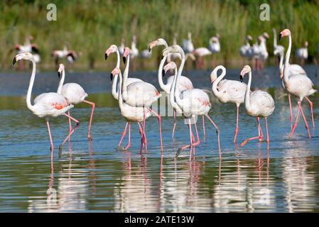 Gruppo di fenicotteri (Phoenicopterus ruber) in acqua, in Camargue è una regione naturale si trova a sud di Arles, Francia Foto Stock