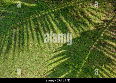ombra da ramo di palma su erba vicino Foto Stock
