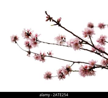 Orticoltura di Gran Canaria - fiori di mandorle isolati su bianco Foto Stock