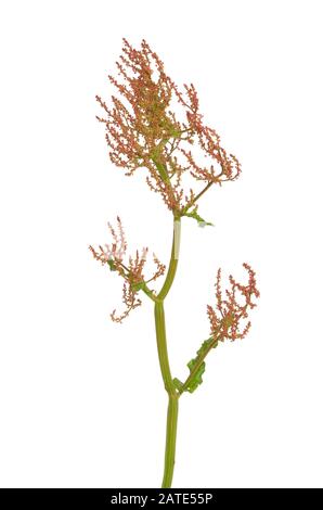 Comune (acetosa Rumex acetosa) fiore isolato su sfondo bianco Foto Stock