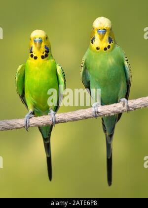 Due budgerigar gialli e verdi (Melopsittacus undulatus) appollaiati su una corda e visti di fronte Foto Stock