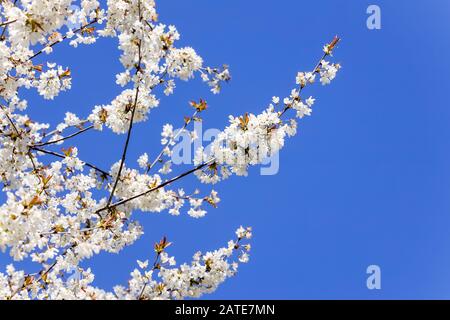 Il ciliegio selvatico (Prunus avium subsp.avium) con il suo bel fiore in primavera. Foto Stock