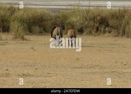 Una coppia di leoni sulla loro strada per l'accoppiamento Foto Stock