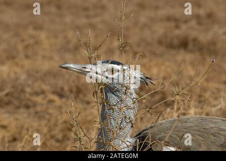 Un Kori Bustard, il più grande uccello di volo nativo in Africa Foto Stock