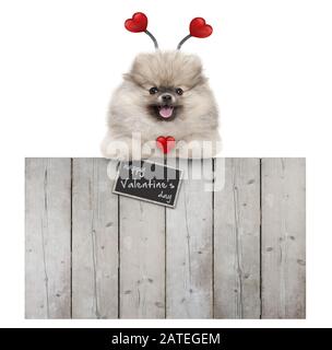 cute sorridente pug puppy spitz pug puppy cane con cuori rossi e segno felice valentine's giorno, appeso con zampe su recinto di legno, isolato su sfondo bianco Foto Stock