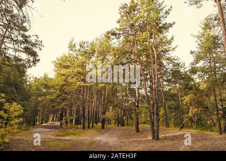 Nulla è più bello di foresta. Paesaggio forestale in autunno. Alberi sempreverdi crescono nella foresta. Mondo giornata del bosco. Ecologia e ambiente. Wanderlust e vacanze. Foto Stock