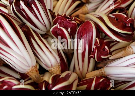 Radicchio allungato, Rosso di Treviso Tarvo (Cichorium intybus var.foliosum), Italia Foto Stock