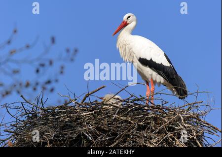 Weissstorch Am Nest, Paarungsverhalten, Paar, Storchenhochzeit, Foto Stock