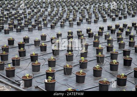 Serra per Chrysanthemum fiore piantando appezzamenti. Pellicola di disinfezione del suolo. Fiori Piante Potate Irrigazione. Foto Stock