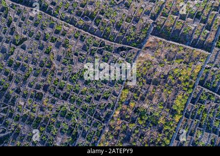 Veduta aerea del vigneto sull'isola di Pico, Acores Foto Stock