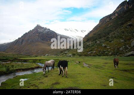 Paesaggio di una mucca che pascolano in un prato nel Parco Nazionale di Huascaran Perù Foto Stock