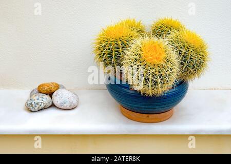 Bella pianta verde succulenta o cactus in una pentola. Houseplant tropicale per la casa moderna di decorazione nel concetto crescente o di giardinaggio. Un bel cactus Golden Barrel in una pentola bianca Foto Stock