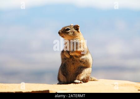 Scoiattolo nel Bryce Canyon USA destinazione di viaggio Foto Stock