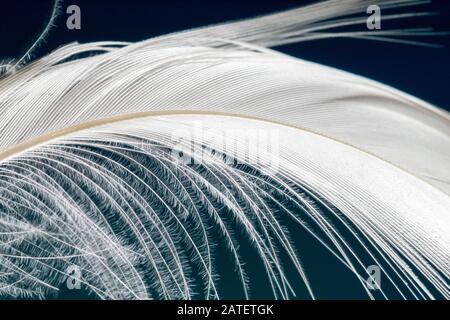Primo piano macro shot di soffice piuma bianca giù di un anatra pekin, Anas platyrhynchos addomesticus Foto Stock