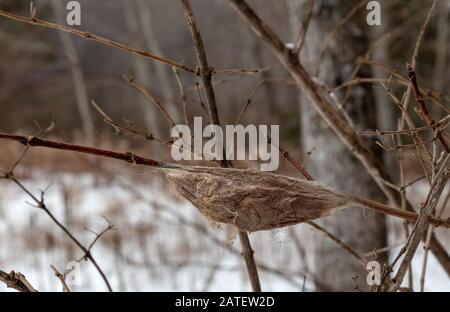 Cocoon di Cecropia (Hyalophora cecropia), filata su un arto arboreo, Winter, e USA, di James D Coppinger/Dembinsky Photo Assoc Foto Stock