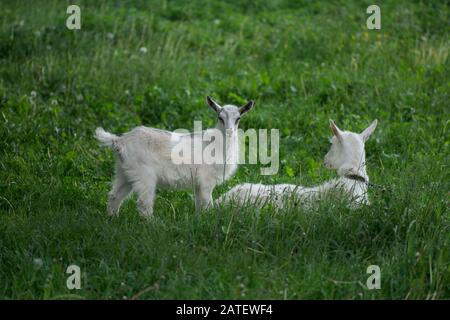 Capre in piedi tra erba verde. Caprino e caprino. Mandria di capre di fattoria. Foto Stock