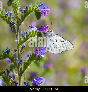 Nero bianco venato butterfly Aporia cratagegi nella campagna spagnola su una testa di fiori a Riaza nella Spagna centrale Foto Stock