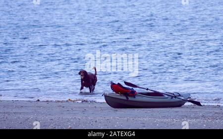 Cioccolato labrador recuperare una palla dal mare oltre ad un kayak abbandonato Foto Stock