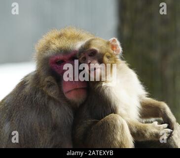 Una madre e un bambino japenese macaque scimmie guancia a guancia Foto Stock