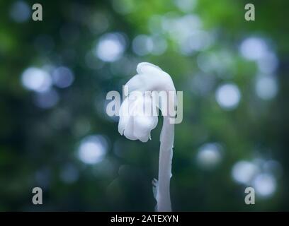 Primo piano di una pianta di tubo indiano monotropa Foto Stock