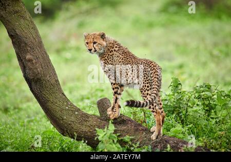 Cute giovane cheetah, Acinonyx jubatus, nel Parco Nazionale Serengeti, Acinonyx jubatus, patrimonio mondiale dell'UNESCO, Tanzania, Africa Foto Stock