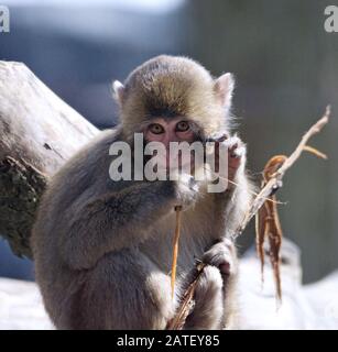 cute baby giapponese macaque giocare con legno e corteccia in bocca Foto Stock