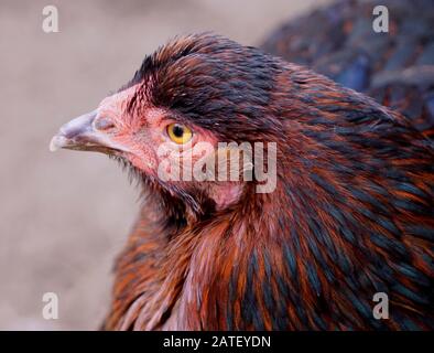 Primo piano estremo di una testa di pollo rossa del rhode Island Foto Stock