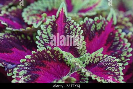 Primo piano di decthratus scutellarioides lievitsfondo Foto Stock