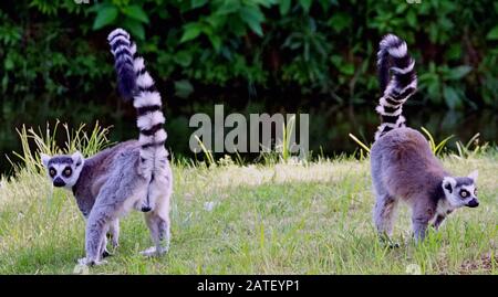 Due lemuri che guardano un ambiente preoccupato e che guardano Foto Stock