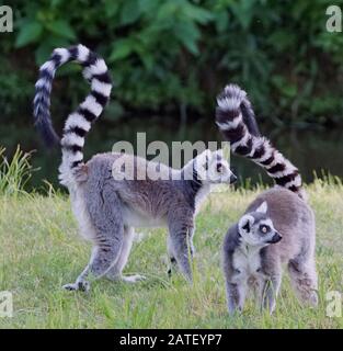 Due lemuri si code in su guardando l'ambiente circostante Foto Stock