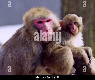 Estremo primo piano di una mamma e un bambino giapponese macaque Foto Stock