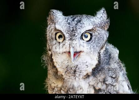 Primo piano di un ritratto di un gufo orientale su sfondo scuro Foto Stock